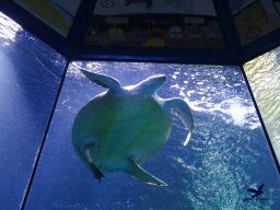 Haus des Meeres 4.02.2026